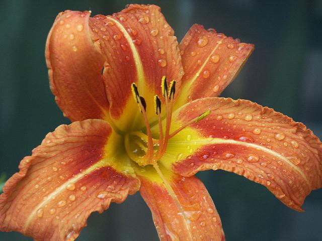 LILLY9765