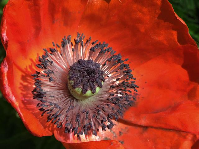 Poppy0134B