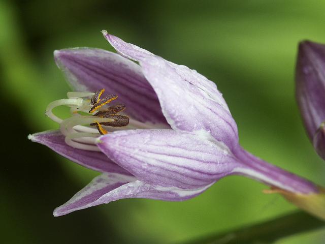 hosta9769