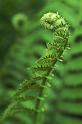 youngfern0078