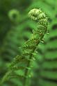 youngfern0078