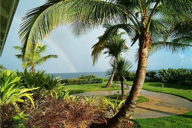 Palms&Rainbow