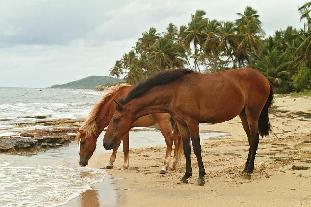 horsesbeach6399