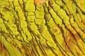 yellow ruffs8057