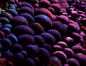 Berries