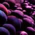 berries