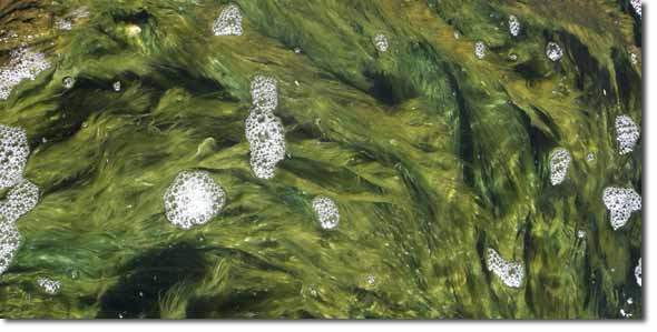 Green moss