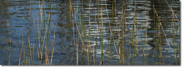 Reeds