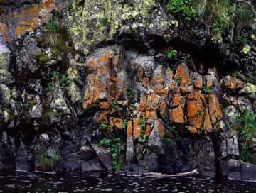 Black Hills Lichen