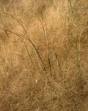 Green Reeds
