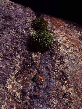 Wyoming Rock