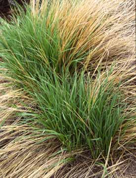 Pampas Grass