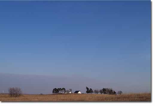 Pines and Barn