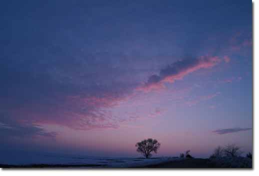 lonetree