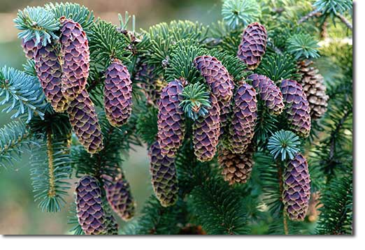 Cones