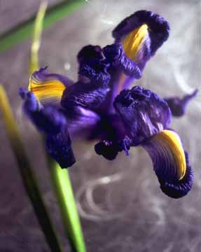 Iris 1