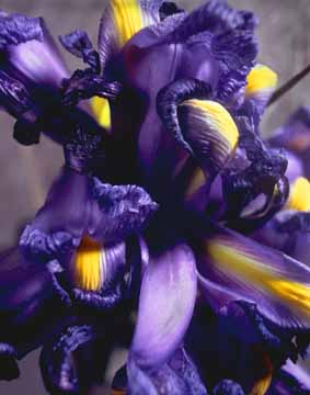 Iris 2