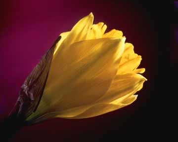 Daffodil