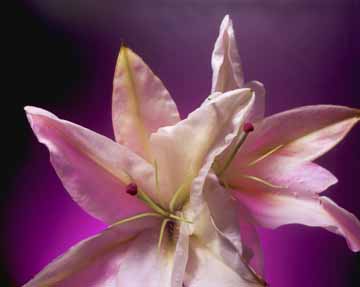 Pink Rubrum