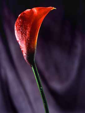 Red Cala