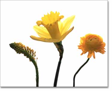 Yellow Troika