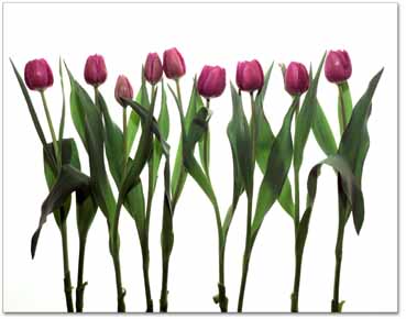 Tulips