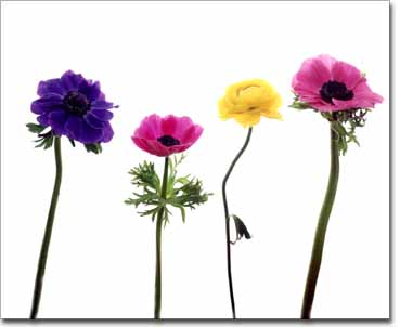Anemone
