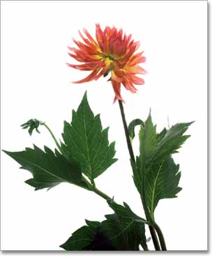 Dahlia