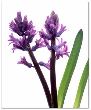 Hyacith