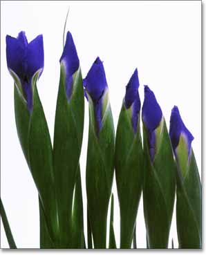 Iris