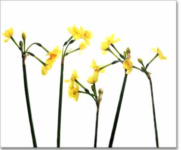 Narcisus