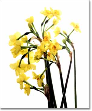 Narcisus