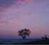 lonetree